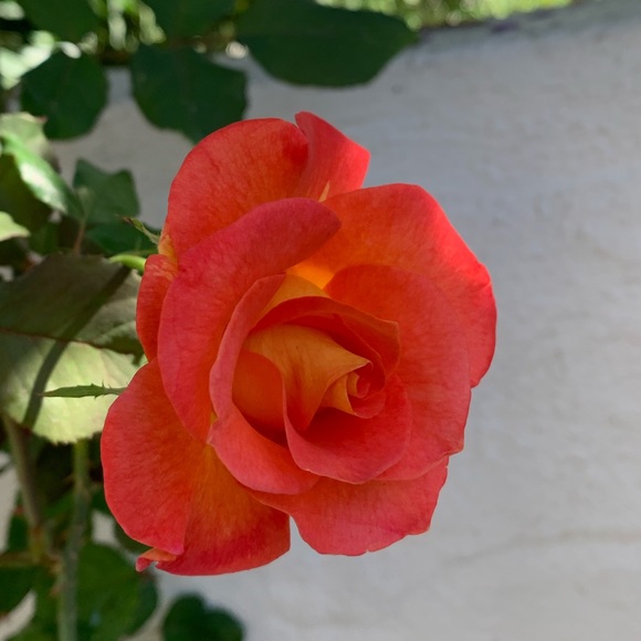 Infinity Scarf Extremely Soft - Picture 10 of 10